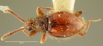 Media type: image;   Entomology 6220 Aspect: habitus dorsal view